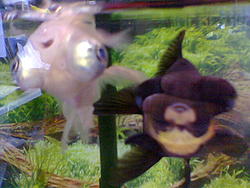 Check out these two bugeyes!-goldfish2.jpg
