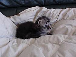 Scooby cats update (pics)-brown02.jpg