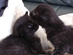 Scooby cats update (pics)-blacktogether02.jpg