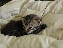 Scooby cats update (pics)-stripe-01.jpg