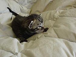 Scooby cats update (pics)-stripe02closeeyes.jpg