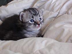 Scooby cats update (pics)-brown03.jpg