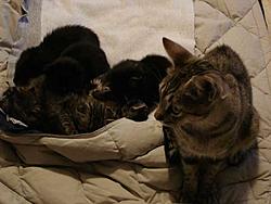 Scooby cats update (pics)-fam.jpg