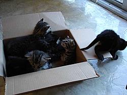 Scooby cats update (pics)-box2.jpg