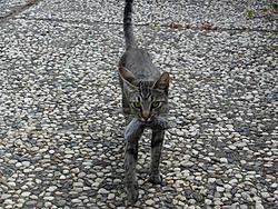 Scooby cats update (pics)-hunter.jpg