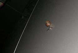 This little snail is a trooper!-snail1.jpg