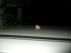 This little snail is a trooper!-snail2.jpg
