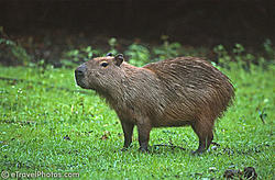 Now what is this dish called?-capybara.jpeg
