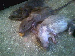 Rodent problem resolved-image066.jpg