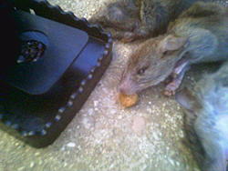 Rodent problem resolved-image067.jpg