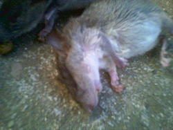 Rodent problem resolved-image068.jpg