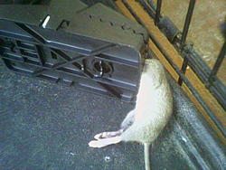 Rodent problem resolved-image069.jpg