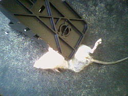 Rodent problem resolved-image048.jpg