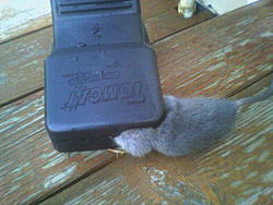 Rodent problem resolved-image050.jpg