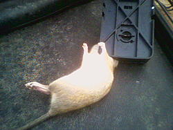 Rodent problem resolved-image051.jpg