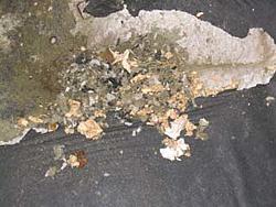 Rodent problem resolved-img_0003.jpg
