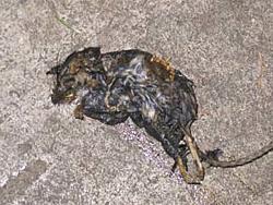 Rodent problem resolved-img_0008.jpg