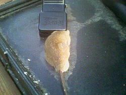 Rodent problem resolved-image053.jpg