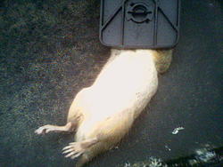 Rodent problem resolved-image048.jpg