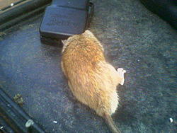 Rodent problem resolved-image050.jpg