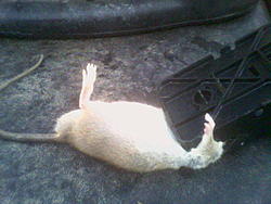 Rodent problem resolved-image048.jpg