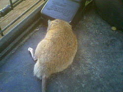 Rodent problem resolved-image050.jpg