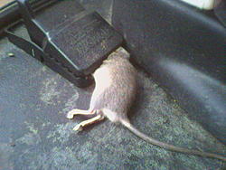 Rodent problem resolved-image054.jpg
