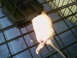 Rodent problem resolved-image058.jpg