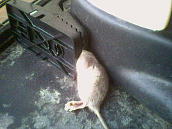 Rodent problem resolved-image058.jpg