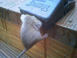 Rodent problem resolved-image058.jpg