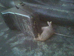 Rodent problem resolved-image059.jpg