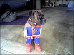 Ah-ha! That's what you call em... Donks?-superjava.jpg