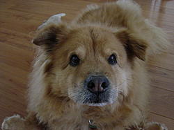 puppies???-dsc00366.jpg