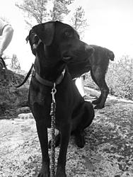 dog for adoption-101_1162.jpg