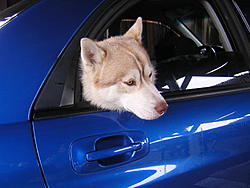 Our dogs lookin' good..-dscn2004.jpg