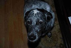 Post Your Pup-cookie.jpg