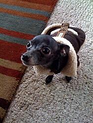 Post Your Pup-niko.jpg