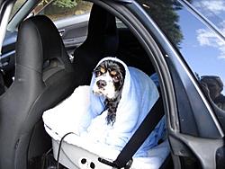 Post Your Pup-dsc00463.jpg