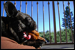 Post Your Pup-2558007839_82ea7ab837_b.jpg