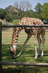 Post pictures of your workspace/desktop-safari-050.jpg