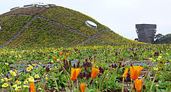 Backyard dwellings/studios/getaways-poppies.jpg