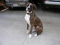 Post Your Pup-hurley-005.jpg