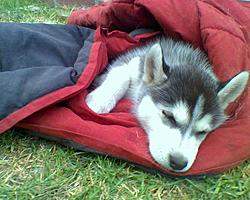 Post Your Pup-0719091929a%5B1%5D.jpg