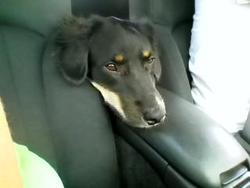 Post Your Pup-w.bmp