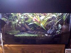 new vivarium! what you think?-vivarium1.jpg