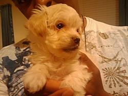 Post Your Pup-nitro.jpg