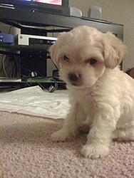 Post Your Pup-nitro5.jpg