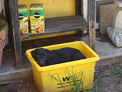 Post Your Pup-dsc01885.jpg