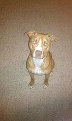 Post Your Pup-2.jpg