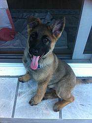 Post Your Pup-004.jpg